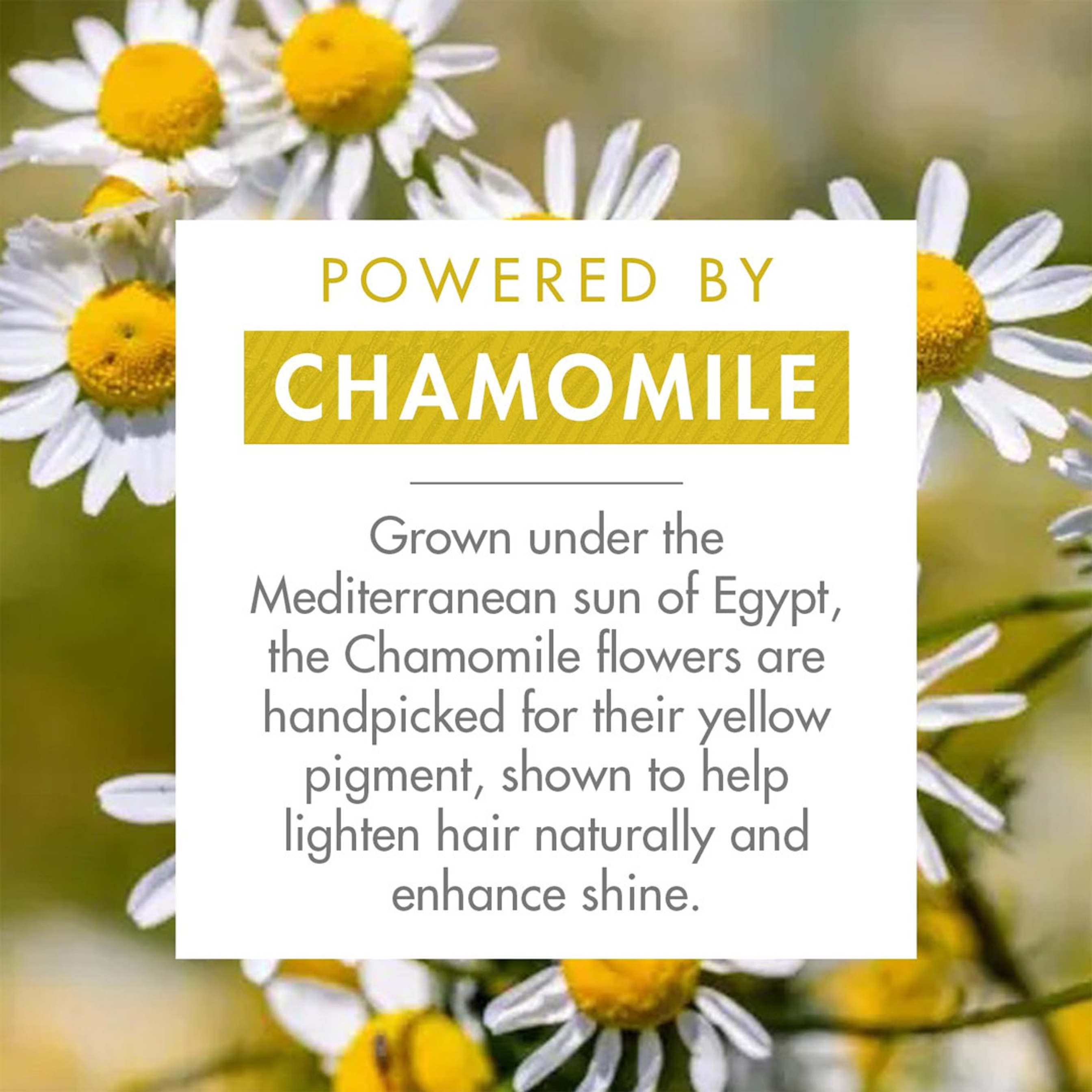 Klorane Brightening Conditioner with Chamomile - Naturally Lightens And Brightens Blonde Hair 6.7 fl.oz 3